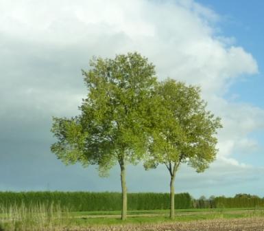 d´n Hof = de Tuin